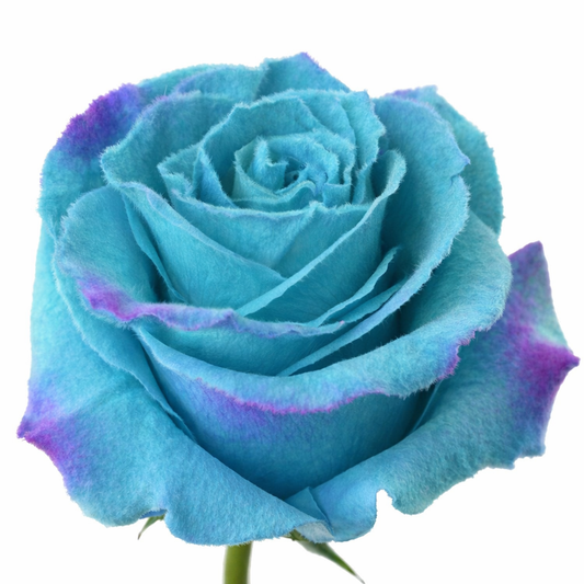 Purple Tide Aqua Velvet Tinted Fresh Cut Roses