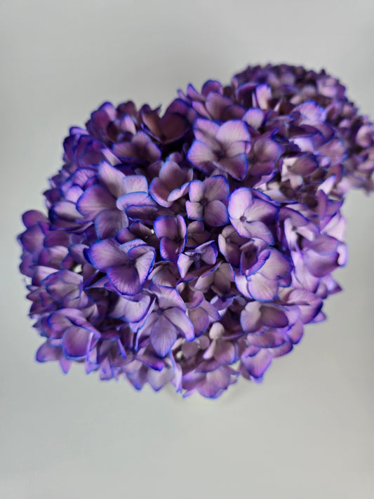 Purple Tinted Hydrangea