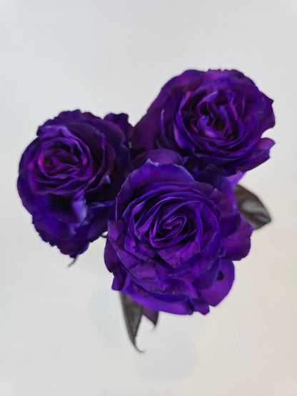 Purple Tinted Rose