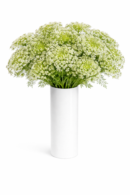 Queen Anne's Lace Flowers