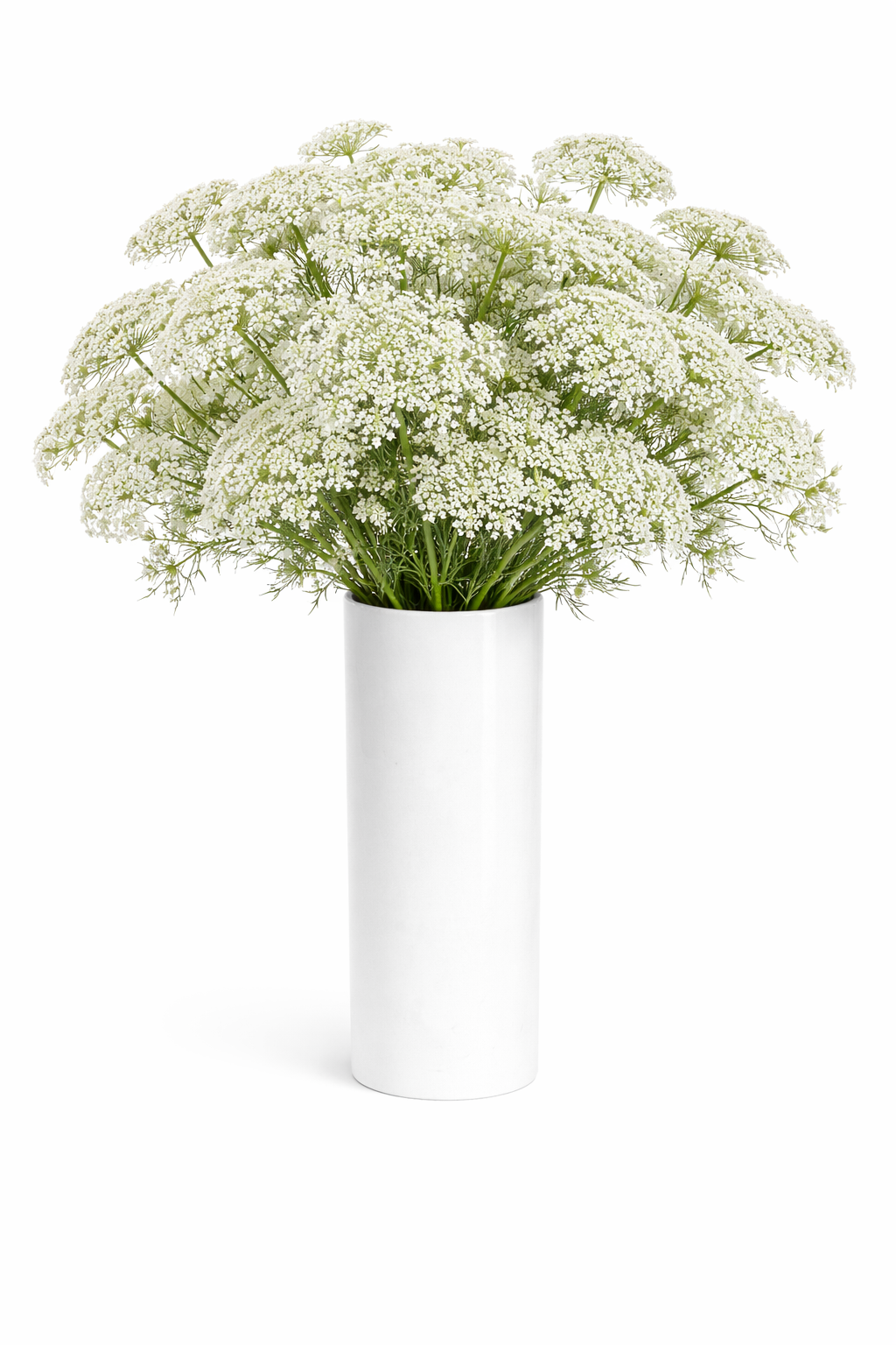 Queen Anne's Lace Flowers