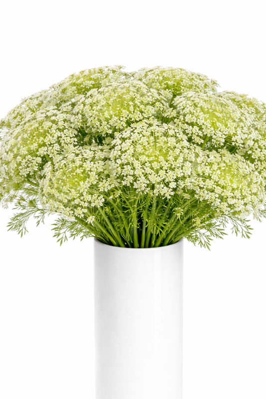 Queen Anne's Lace Flowers
