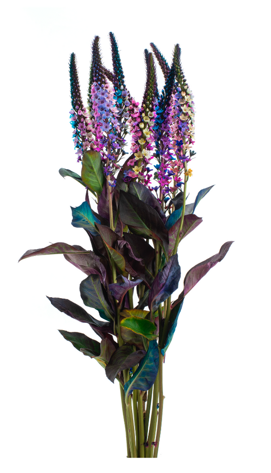 Rainbow Tinted Lysimachia