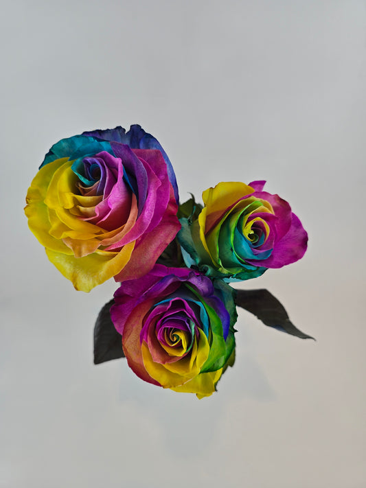 Rainbow Tinted Rose