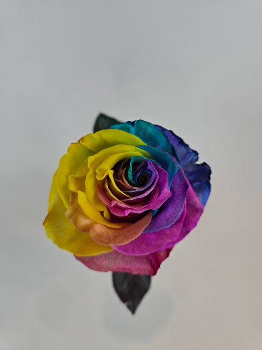 Rainbow Tinted Rose
