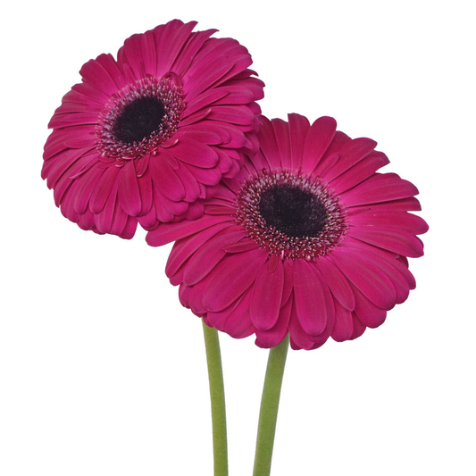 Raspberry Gerbera Daisies