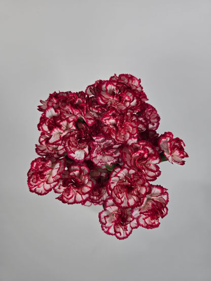 Red and White Mini Spray Carnations