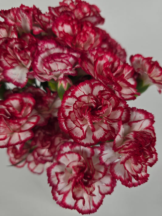 Red and White Mini Spray Carnations