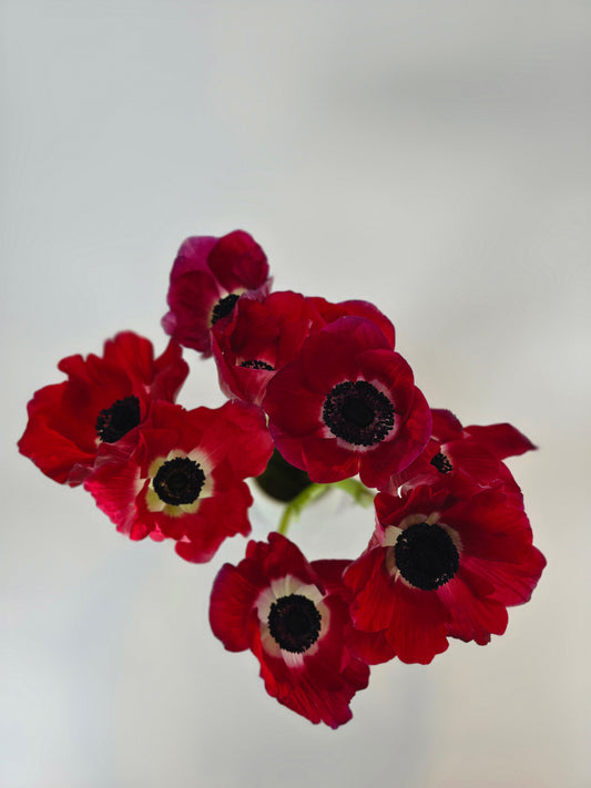 Red Anemones