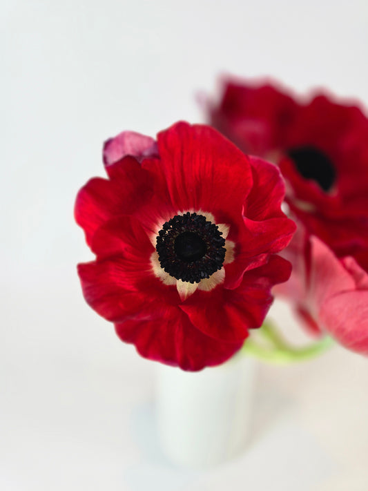 Red Anemones