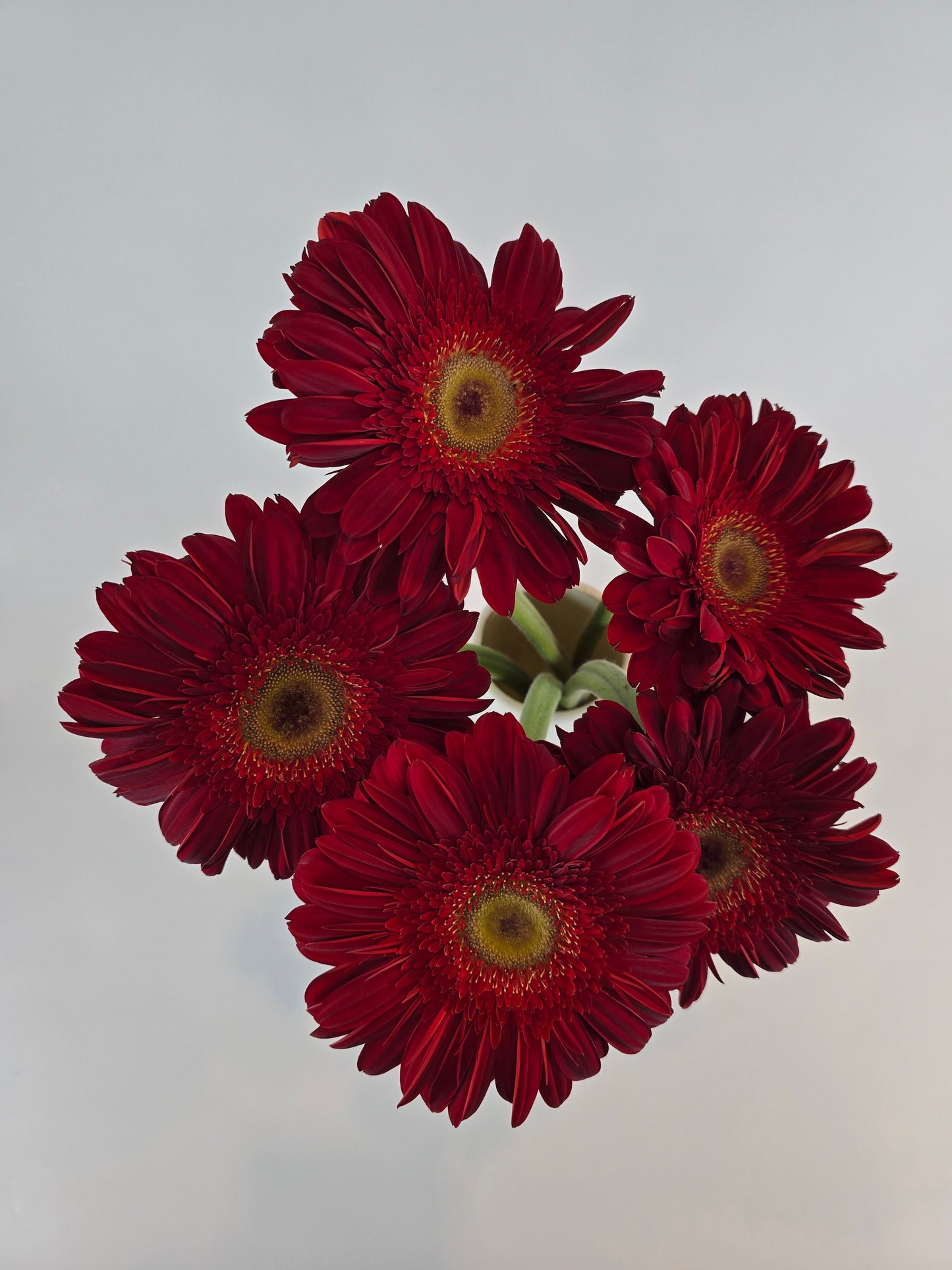 Red Gerbera Daisy