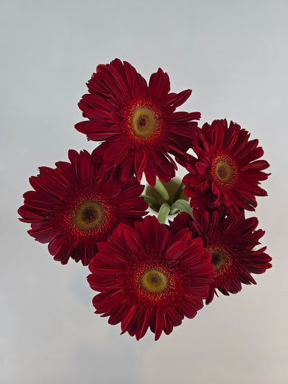 Red Gerbera Daisy