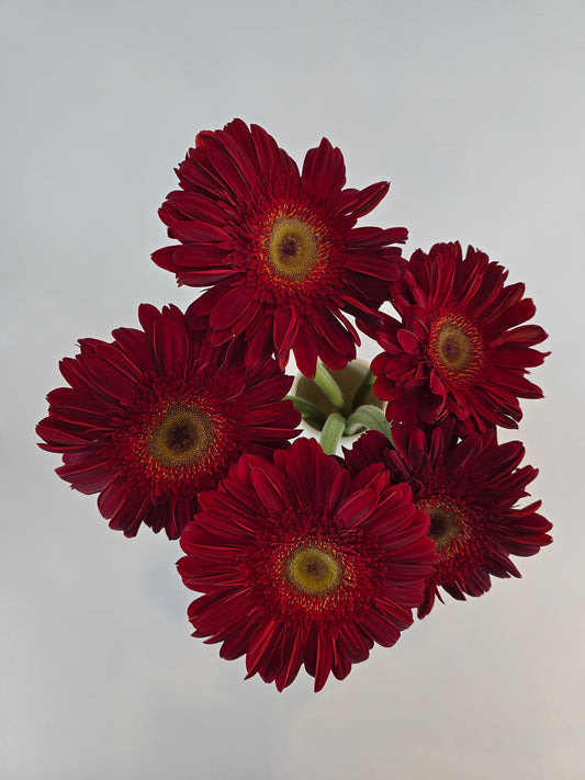 Red Gerbera Daisy