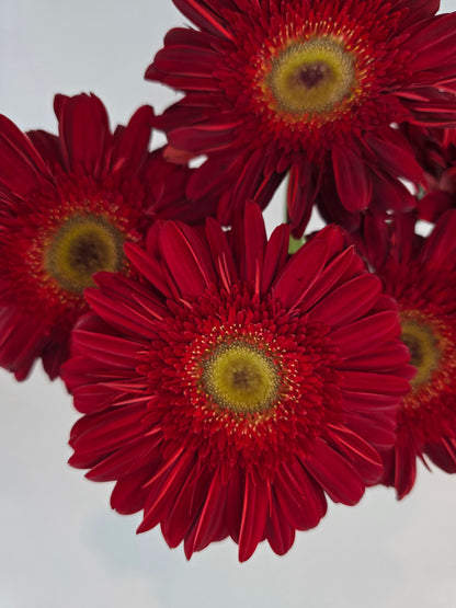 Red Gerbera Daisy