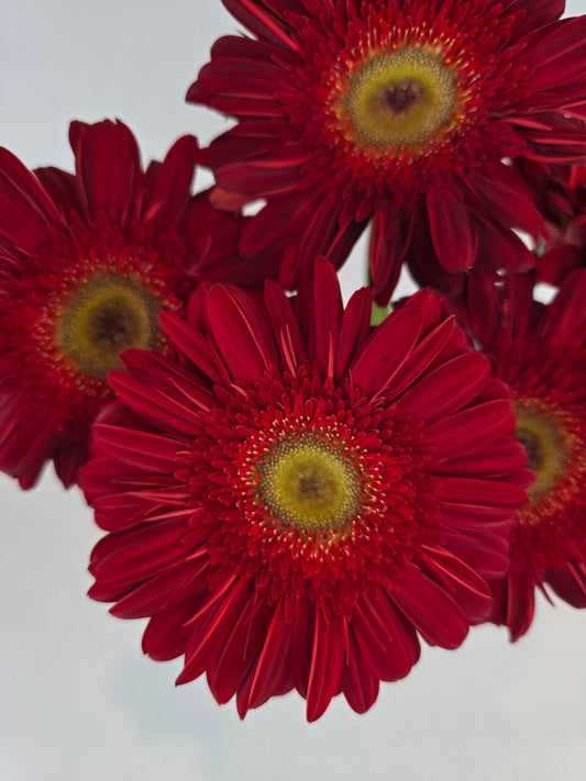 Red Gerbera Daisy