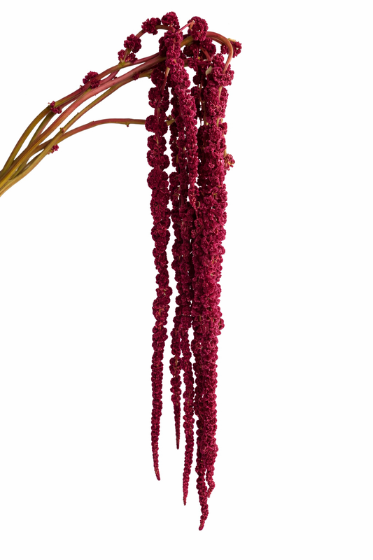 Red Hanging Amaranthus