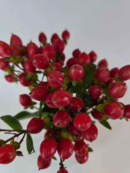 Red Hypericum berries