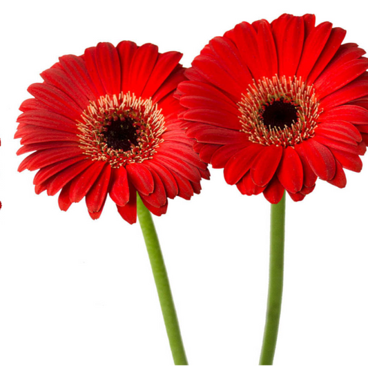 Red Mini Gerbera Daisies
