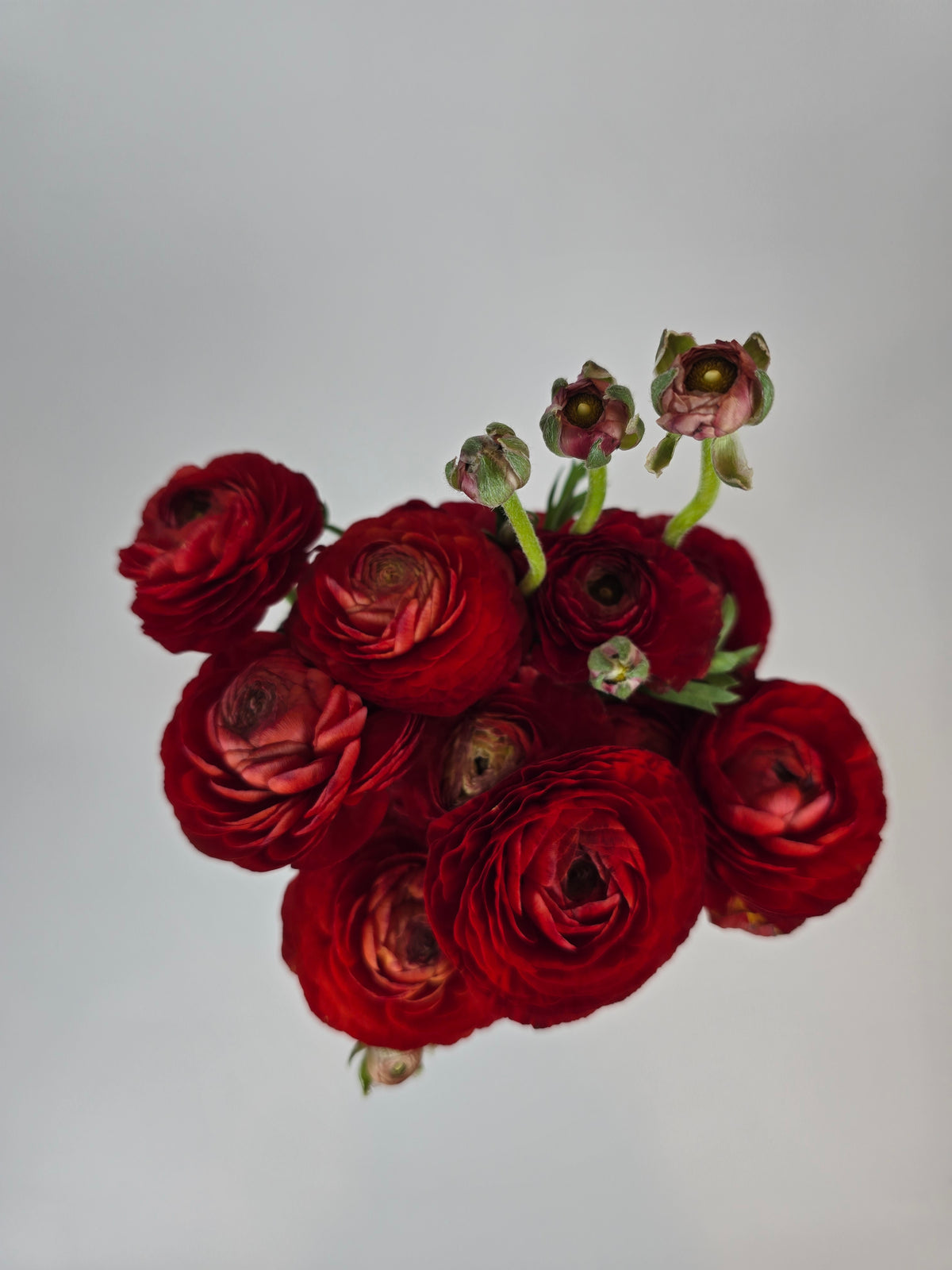 Recxd Ranunculus Red Ranunculus – The Flower Hype