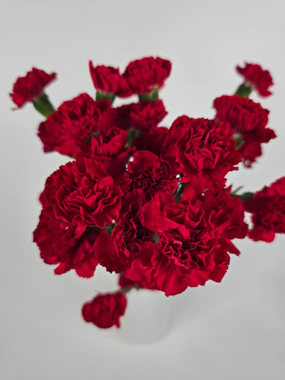 Red Spray Mini Carnations