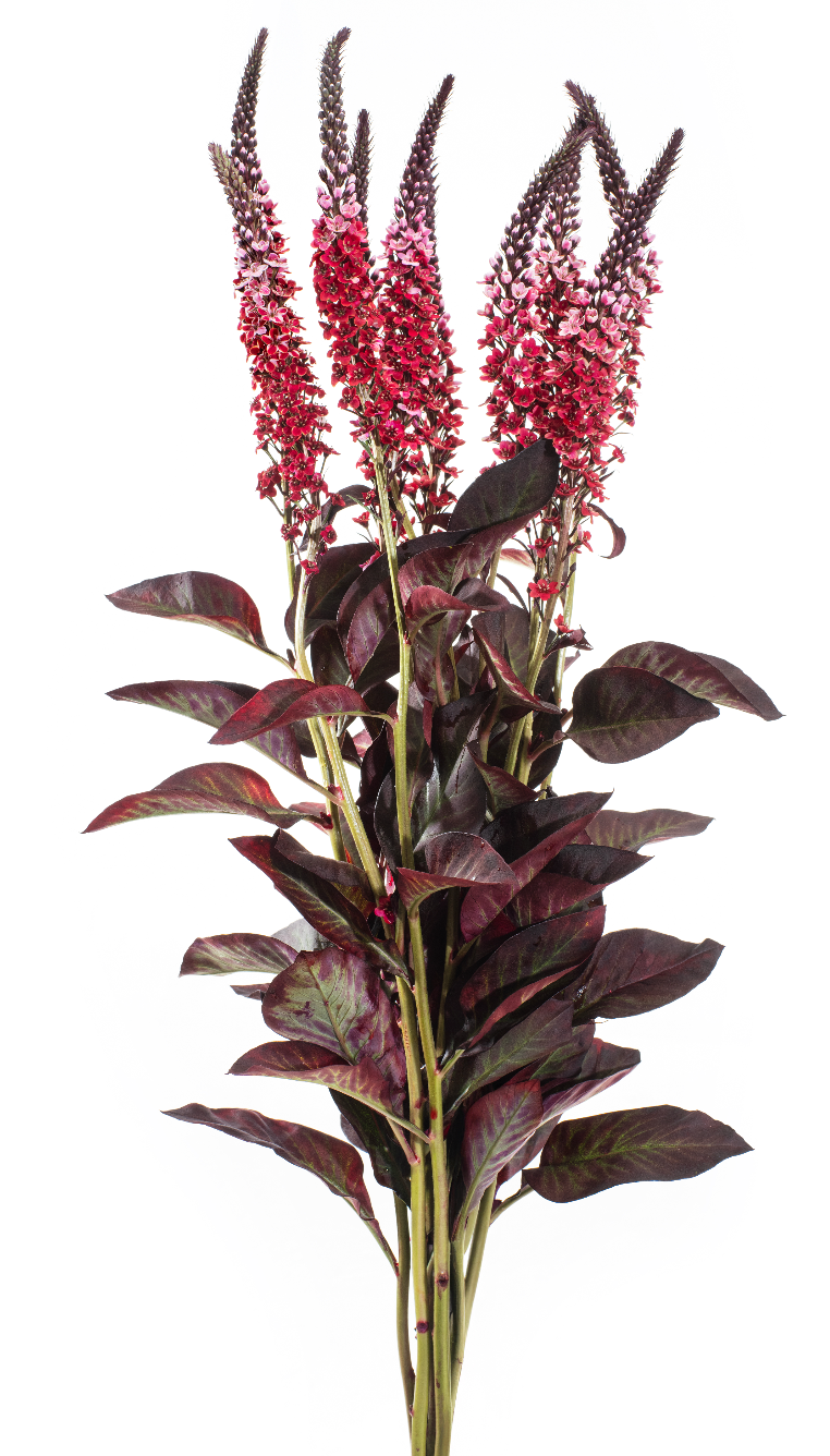 Red Tinted Lysimachia