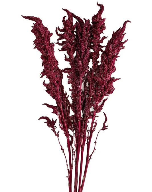 Red Upright Amaranthus