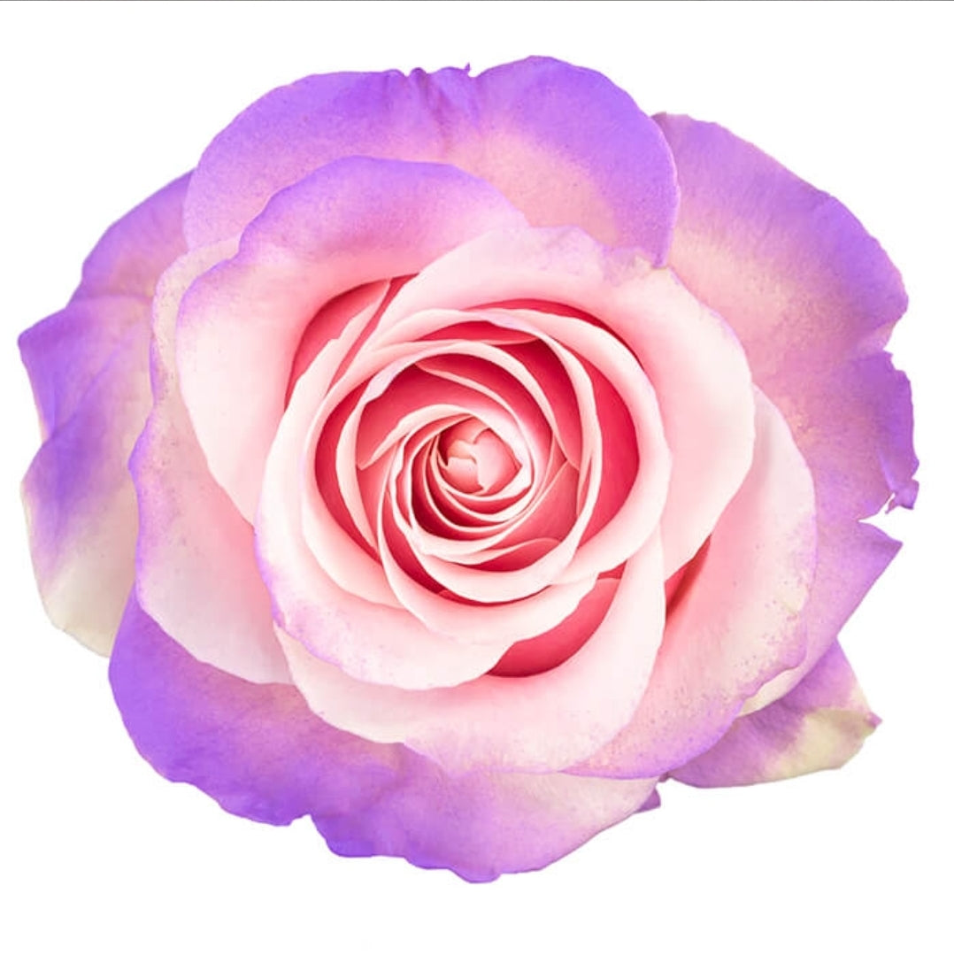 Candy-Dipped Edge Fresh Cut Tinted Roses