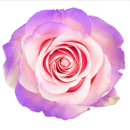 Candy-Dipped Edge Fresh Cut Tinted Roses