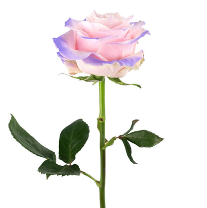 Candy-Dipped Edge Fresh Cut Tinted Roses