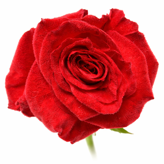 Royal Crimson Velvet Fresh Cut Roses
