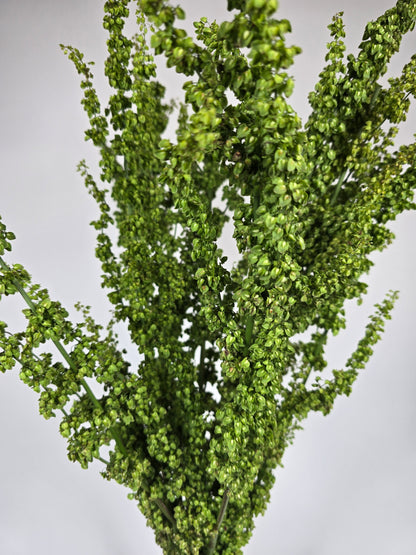 Rumex Unicorn