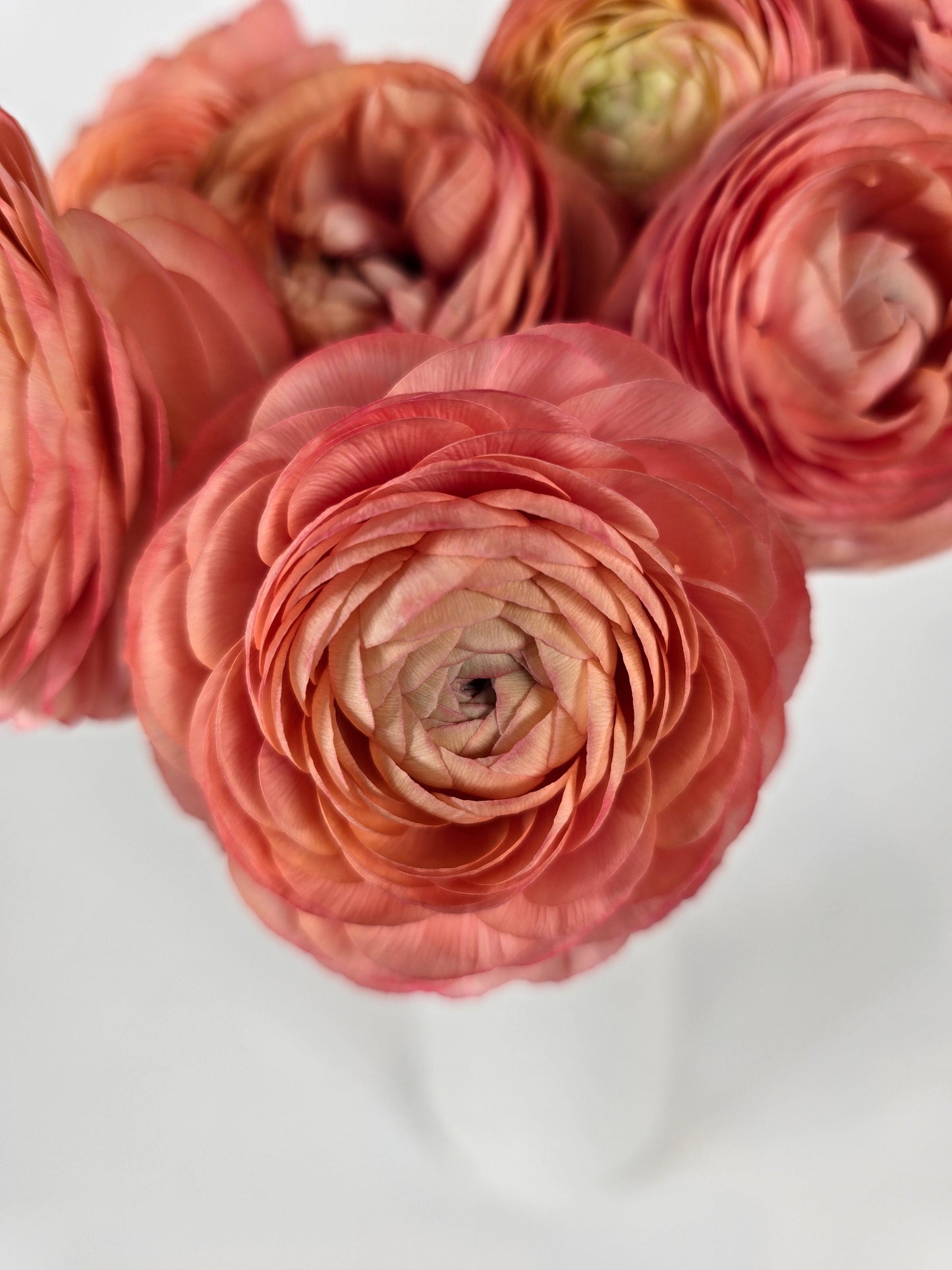 Salmon Ranunculus