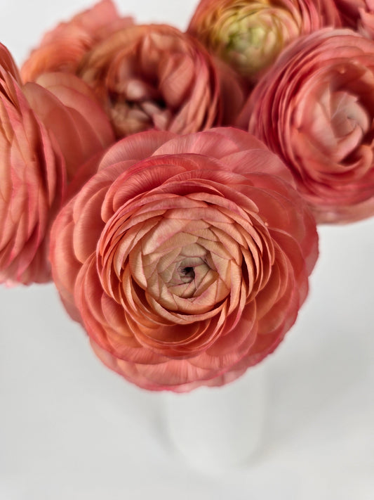 Salmon Ranunculus