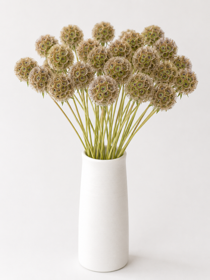 Scabiosa Pods