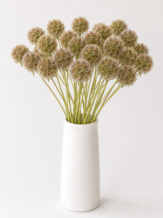 Scabiosa Pods