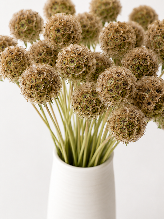 Scabiosa Pods