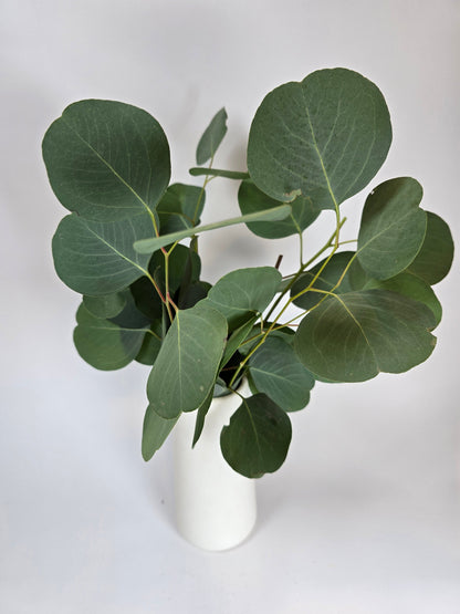 Silver Dollar Eucalyptus Greenery