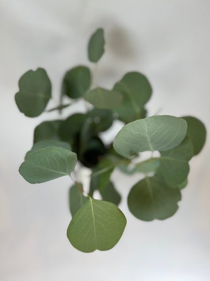 Silver Dollar Eucalyptus Greenery