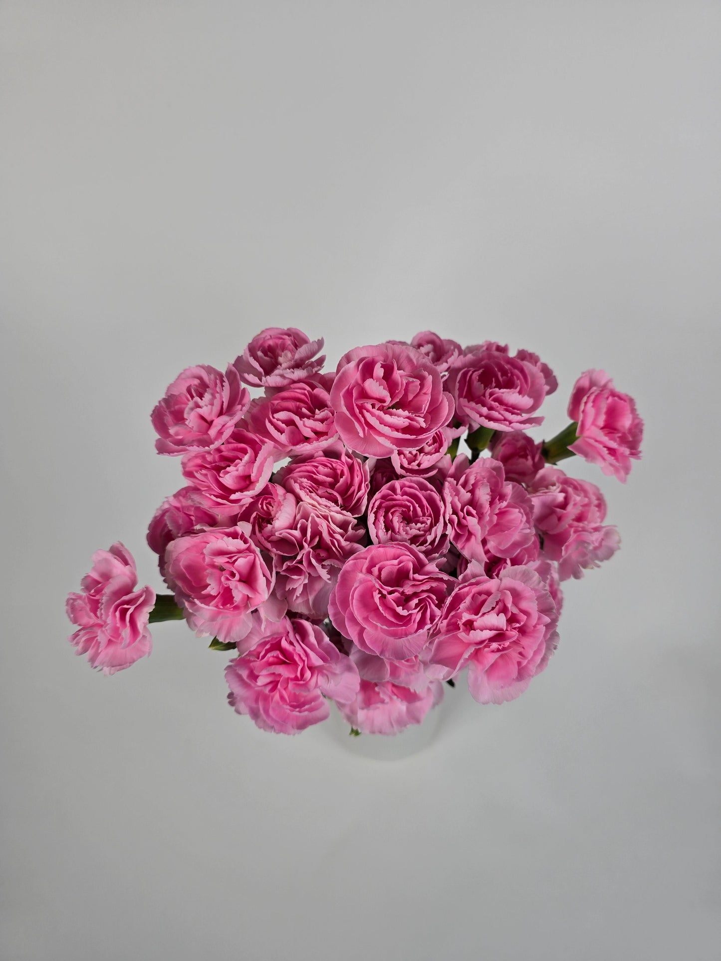 Soft Pink Spray Carnations