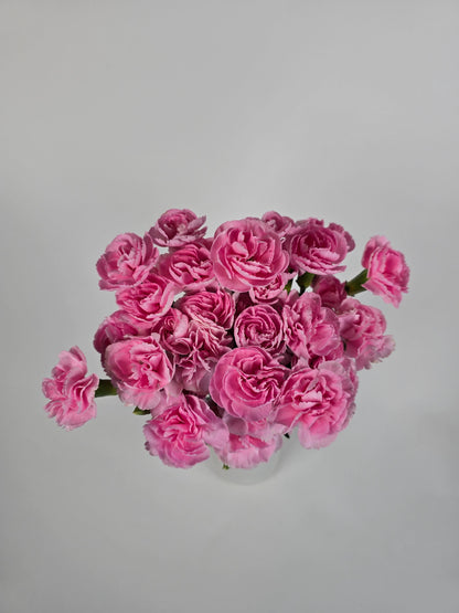 Soft Pink Spray Carnations