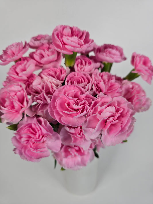 Soft Pink Spray Carnations