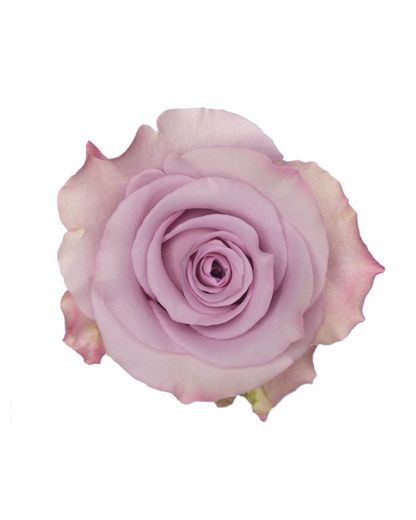 Star Platinum Lavender Roses