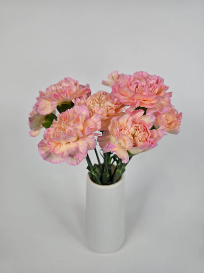 Sugar Apricot Carnations