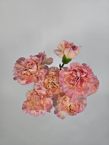Sugar Apricot Carnations