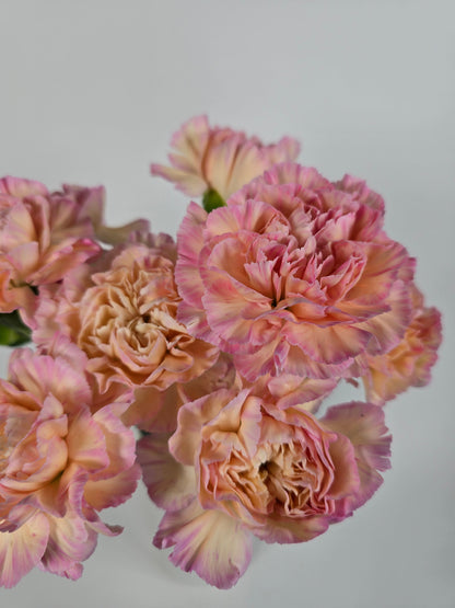 Sugar Apricot Carnations