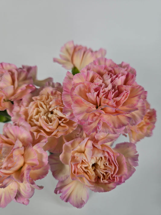 Sugar Apricot Carnations