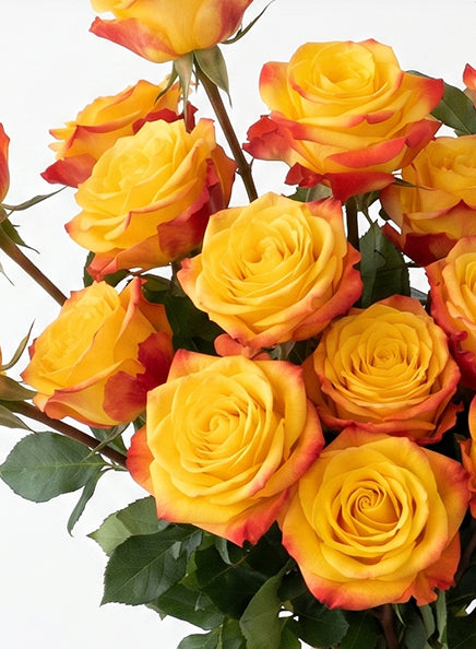 Summerlight Bicolor Yellow and Orange Roses