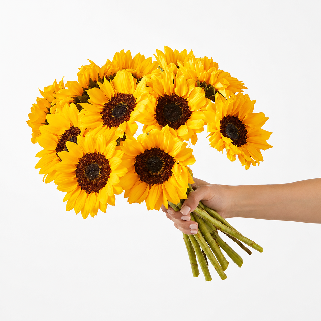 Sunflowers
