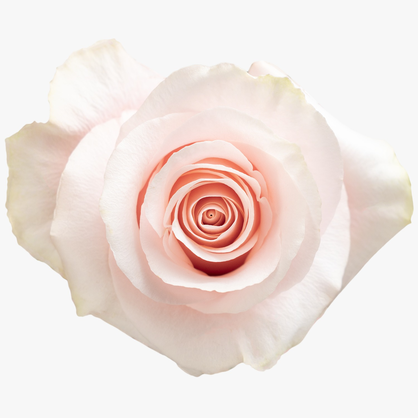 Sweet Beat Light Pink Roses