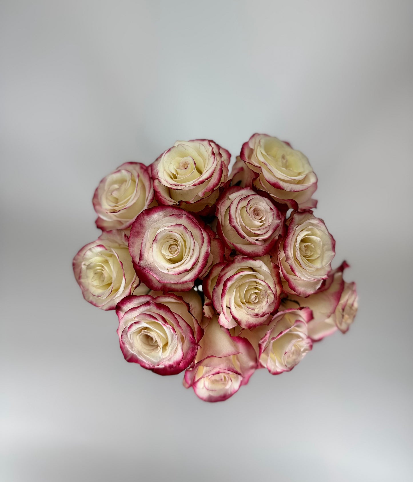 Sweetness White and Pink Rose